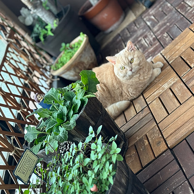 naokoさんの部屋