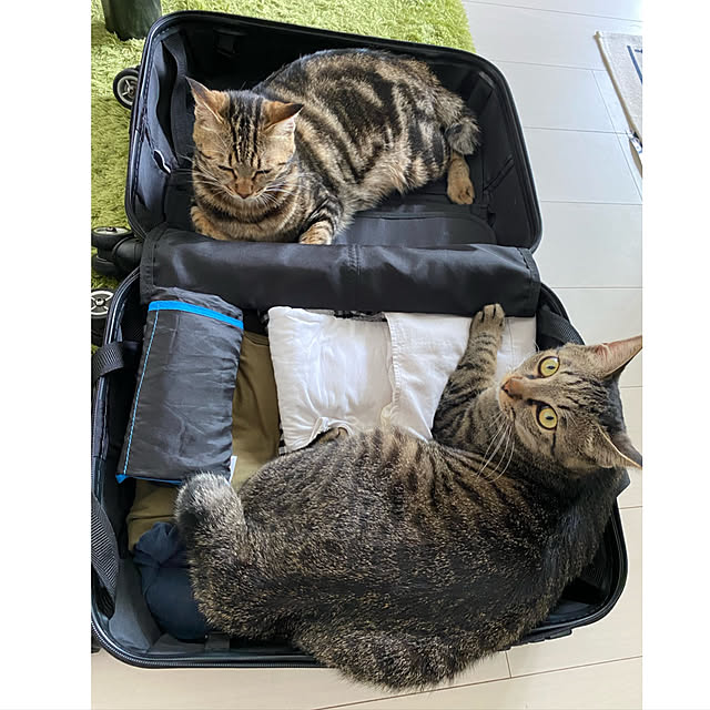necomuraさんの実例写真