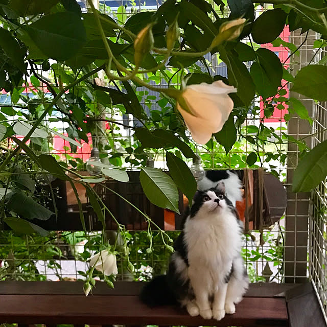 butachanさんの実例写真