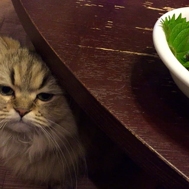 butachanさんの実例写真