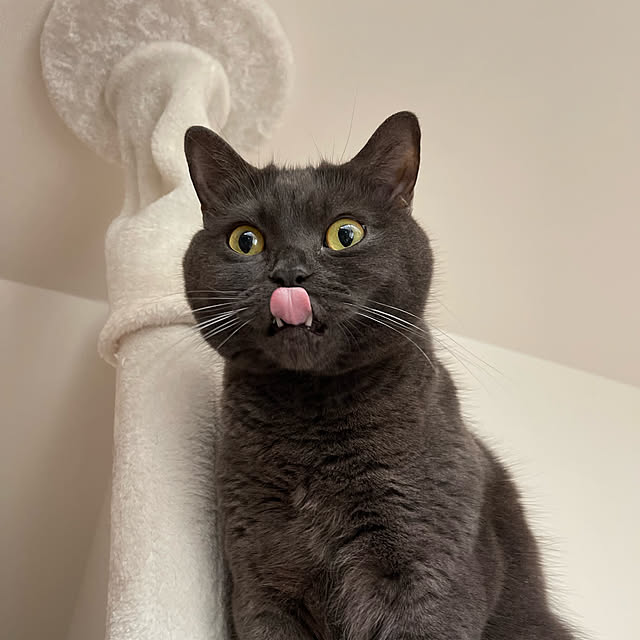 Chocolatさんの実例写真