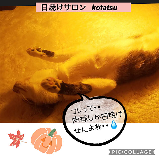 chamさんの実例写真
