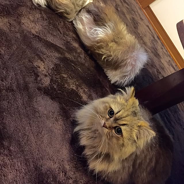 butachanさんの実例写真