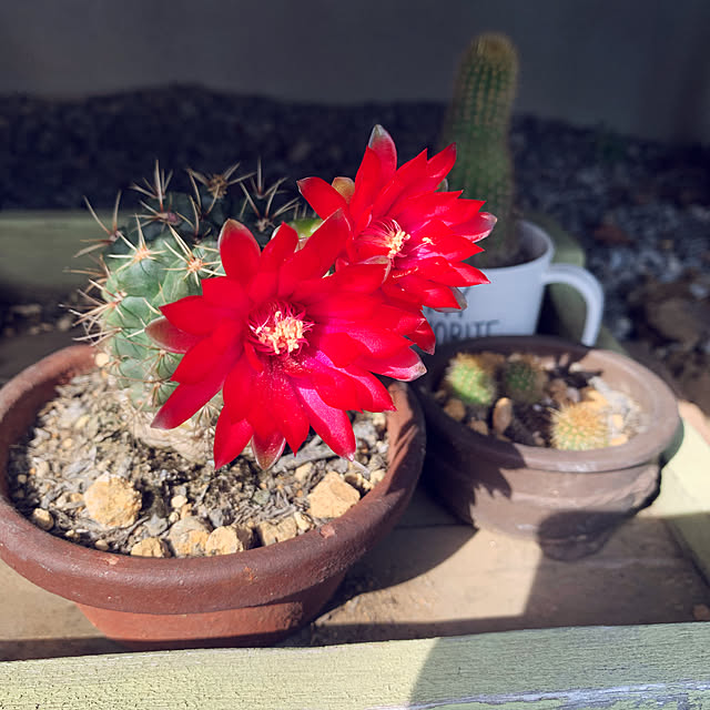 ガーデニング サボテンの花のおすすめ商品とおしゃれな実例