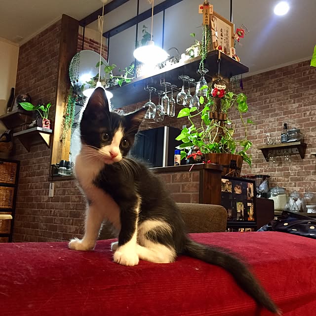 butachanさんの実例写真