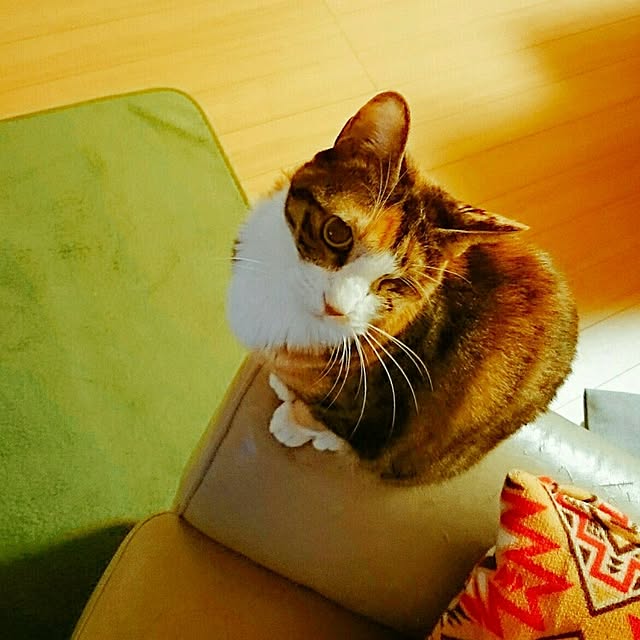 mofukoさんの実例写真