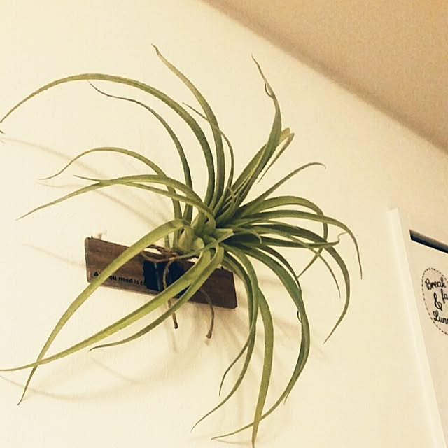 yukagomaさんの実例写真