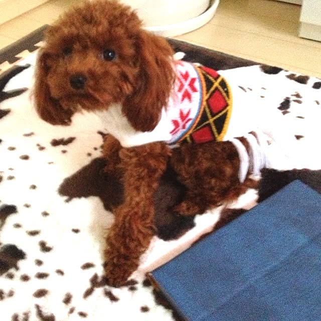 cocoさんの実例写真