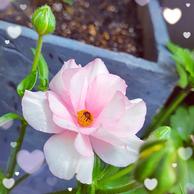mimi828さんの実例写真