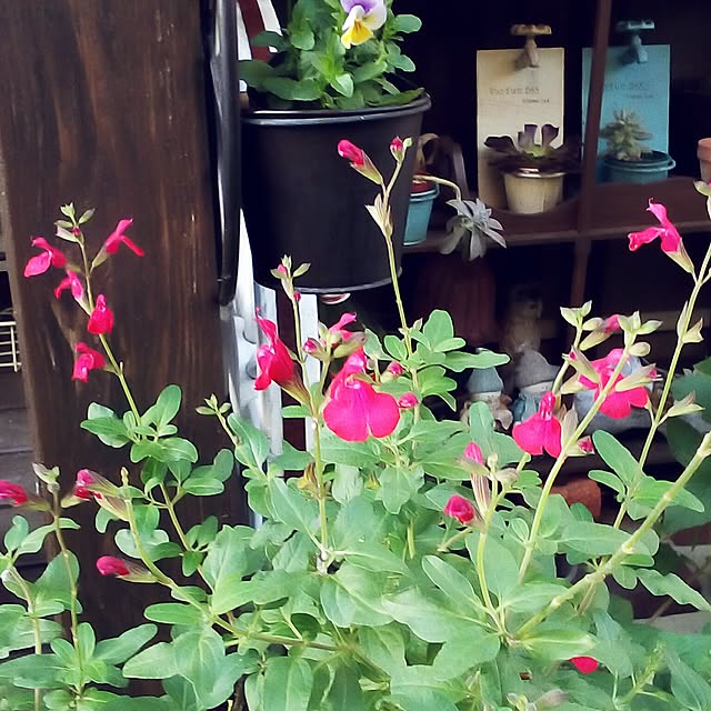 mariagardenさんの実例写真