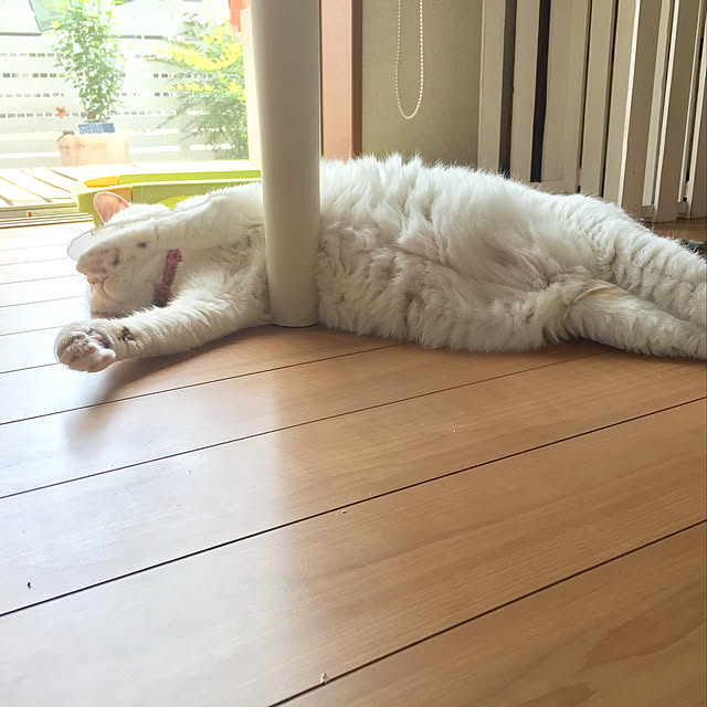 odekoさんの実例写真