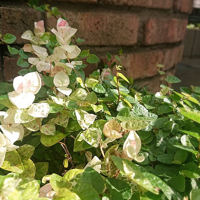Mi-koさんの実例写真