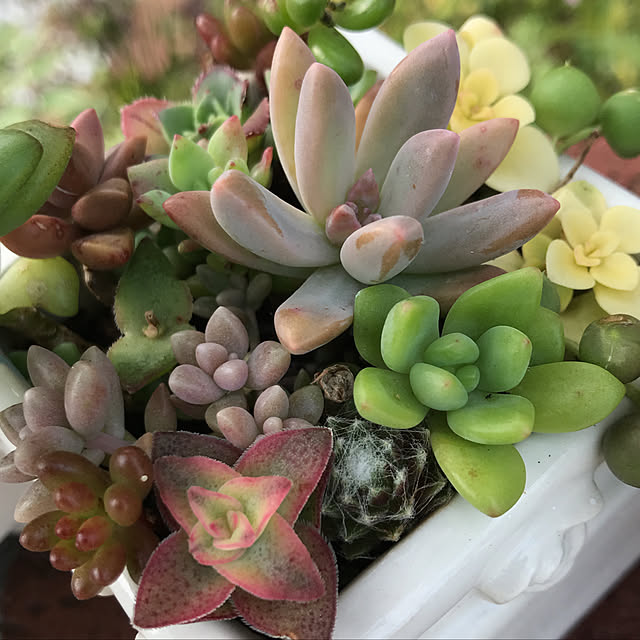 **yuu**さんの実例写真