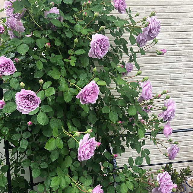 xiaohuai7788さんの実例写真