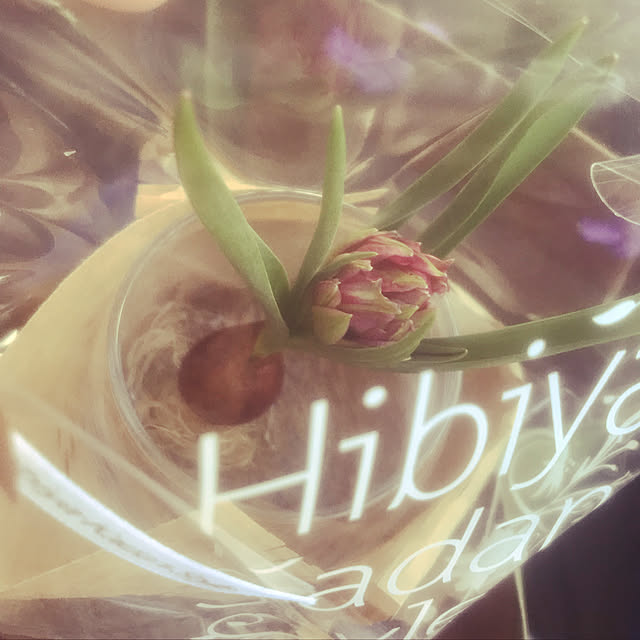 リビング/観葉植物/多肉植物のインテリア実例 - 2019-02-02 01:49:01