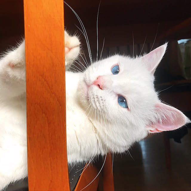 nyanko-beamさんの実例写真
