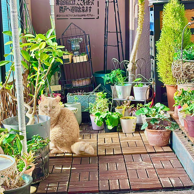 naokoさんの実例写真