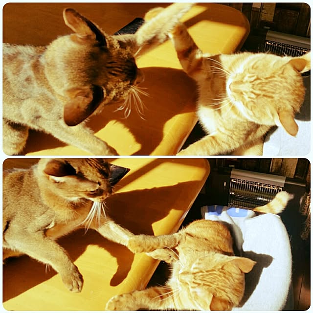 kichiさんの実例写真
