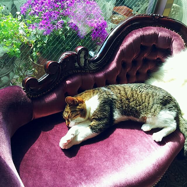 emmyyさんの実例写真