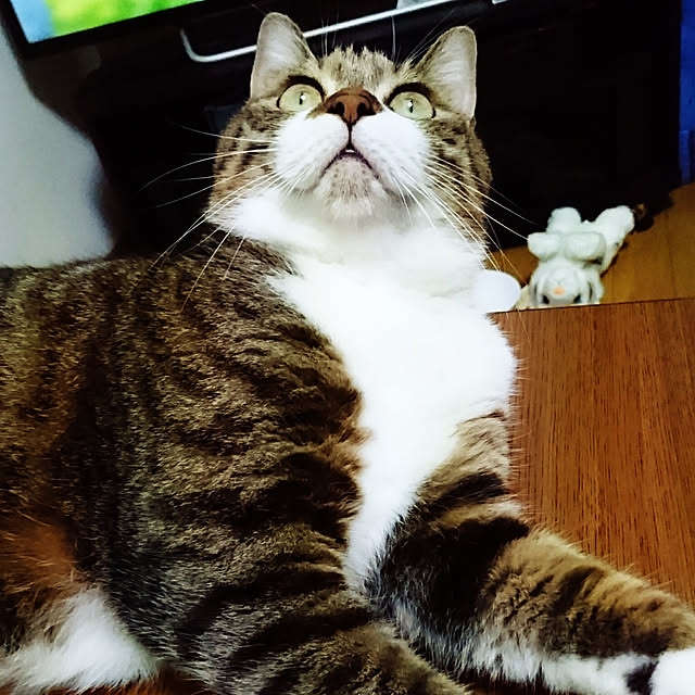 shiiiさんの実例写真