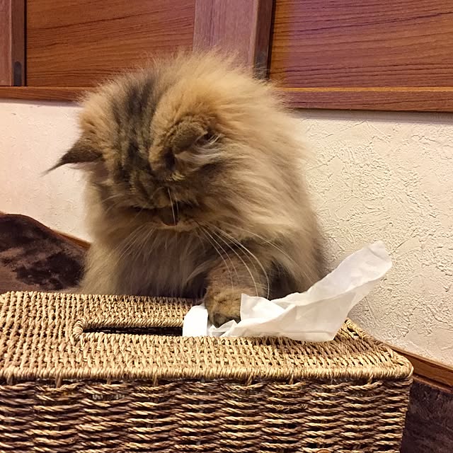butachanさんの実例写真