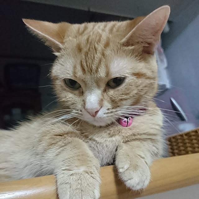 shinobuさんの実例写真