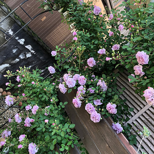 kuroincooさんの実例写真
