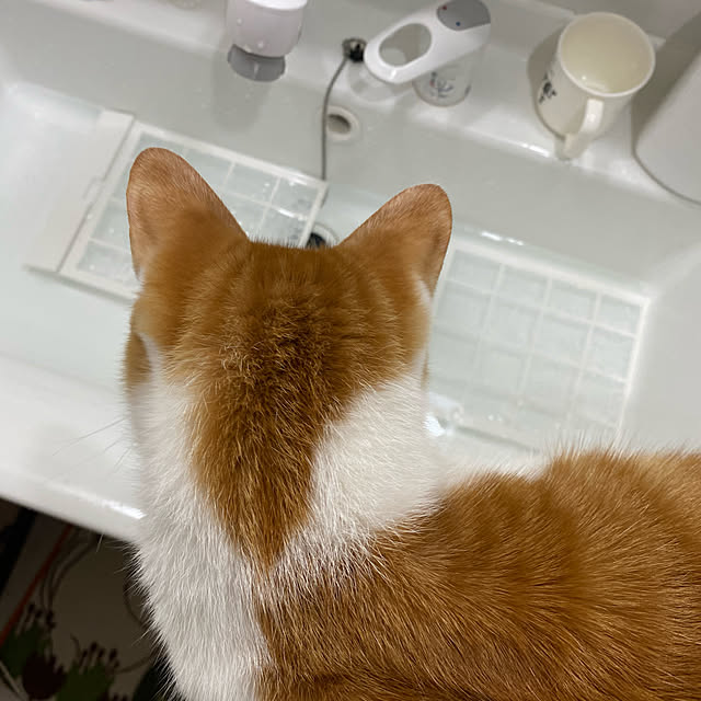 スポンジ/ねこのいる暮らし/ねこのいる風景/洗面台/お風呂掃除...などのインテリア実例 - 2020-12-24 22:46:33