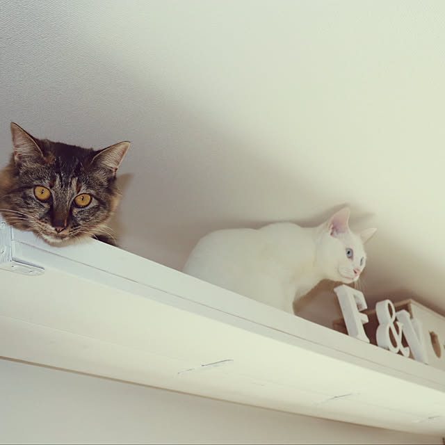 mesoさんの部屋