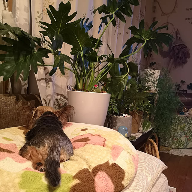 akiさんの実例写真