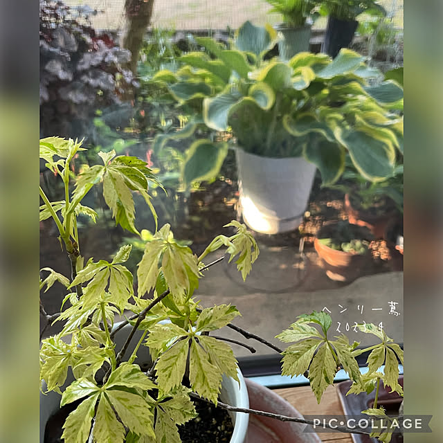 buchiさんの実例写真