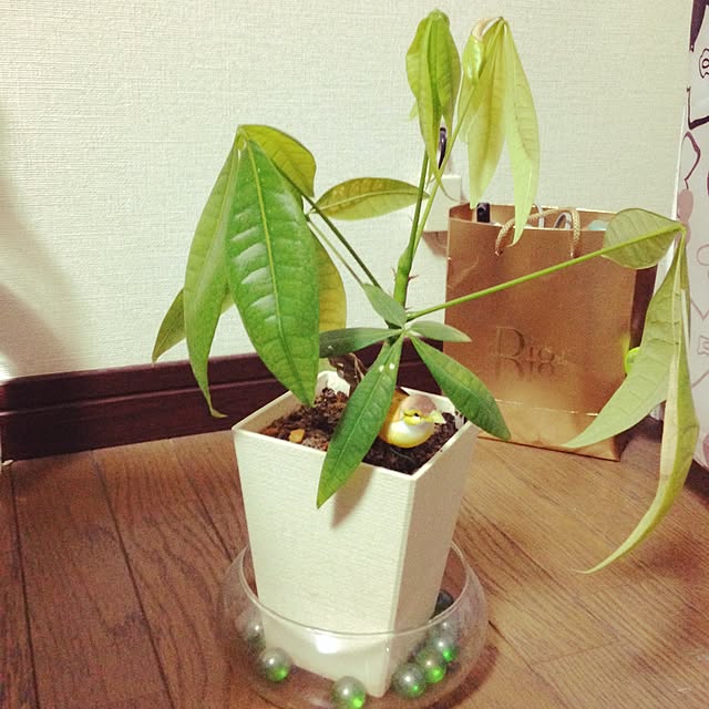 sayaka...さんの実例写真