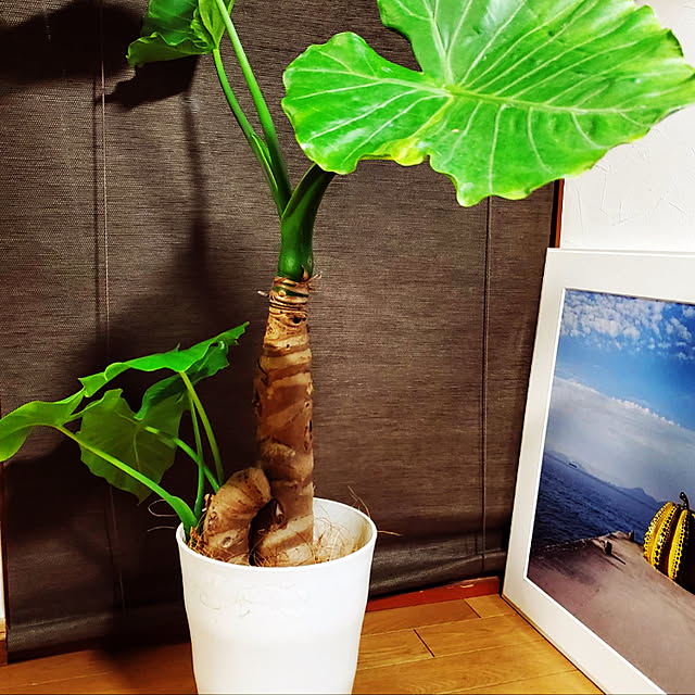 georgeさんの実例写真