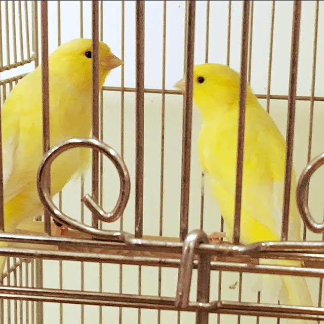 ohanaさんの実例写真