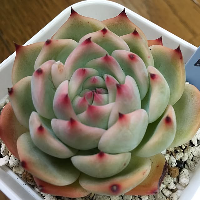 takakoさんの実例写真