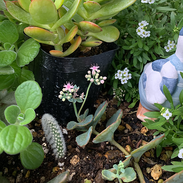 今日は雨です。/多肉植物初心者/多肉植物寄せ植え/多肉植物の花/ひとり時間のある暮らし...などのインテリア実例 - 2021-11-09 06:45:55