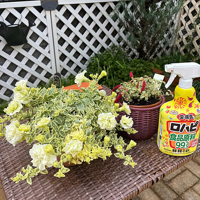 momocchiさんの実例写真