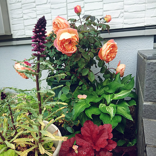simejiさんの実例写真