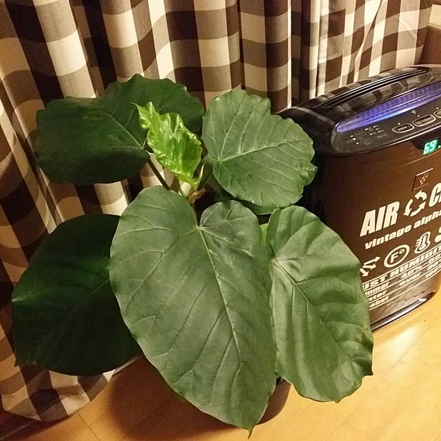 viviさんの実例写真