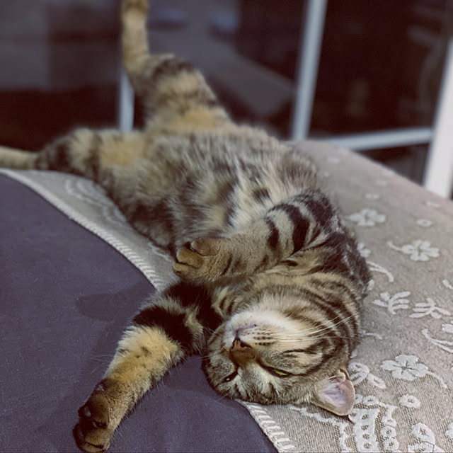 necomuraさんの実例写真