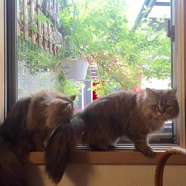 butachanさんの実例写真