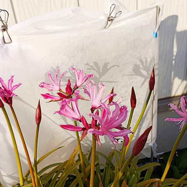 asakenさんの部屋