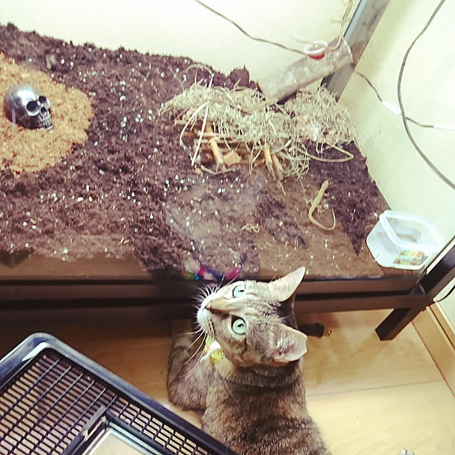 ryk7さんの実例写真