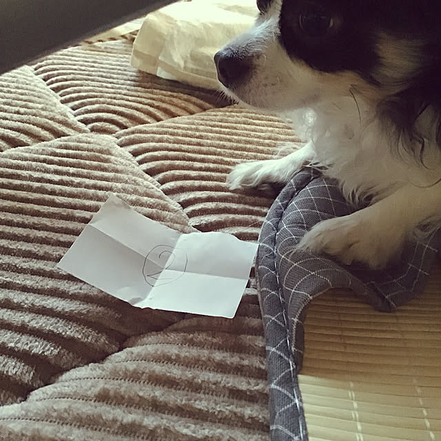 sakuさんの実例写真