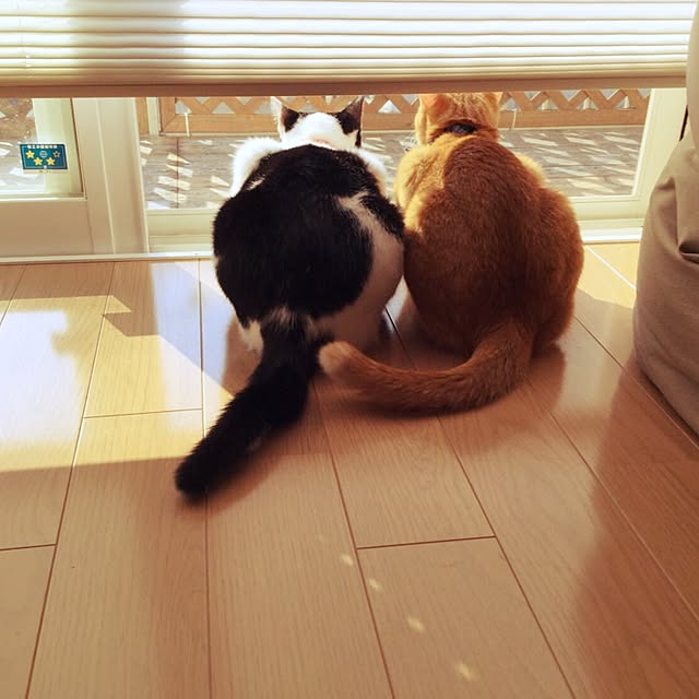 tamakichi_iさんの実例写真