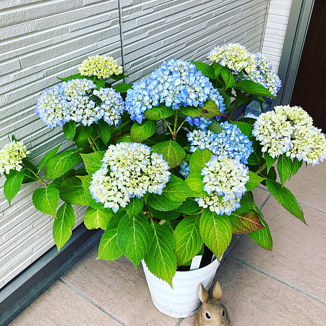 naoさんの実例写真