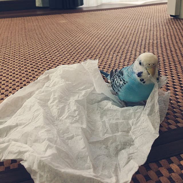 Rikoさんの実例写真