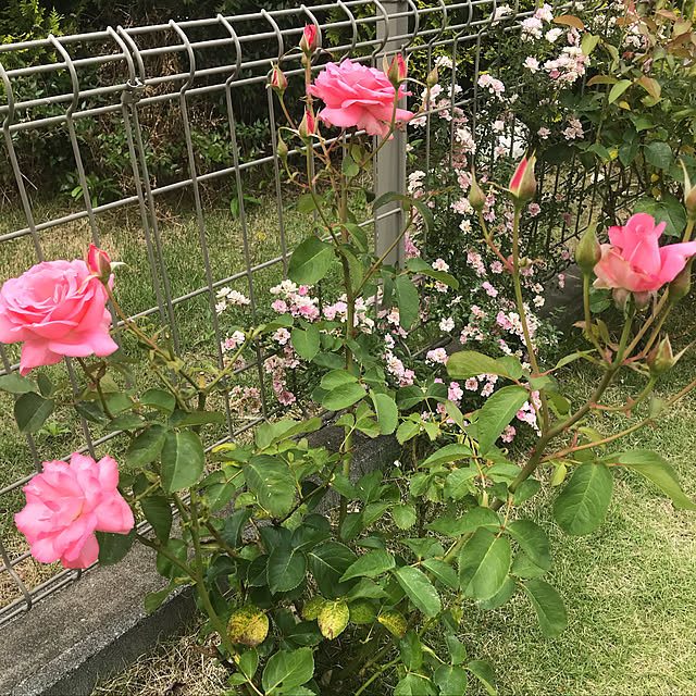 zen_non0223さんの実例写真