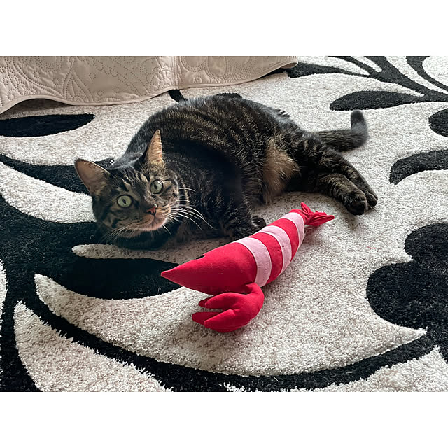 momocchiさんの実例写真