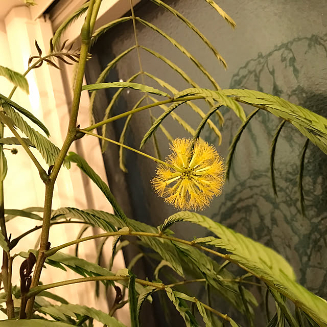 japitonさんの実例写真